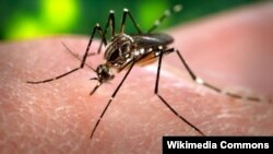 Զիկա վիրուսը տարածող Aedes Aegypti մոծակը