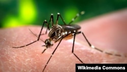 Çybynyň Aedes görnüşiniň zika wirusyny ýaýratmagy dünýäniň hemme ýerinde bolýar.