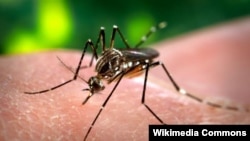 Zika вирусун таратуучу чиркей. 