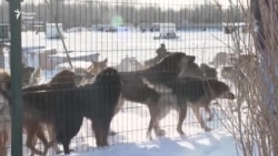 Дар Қазоқистон сагҳои дайдуро нобуд мекунанд