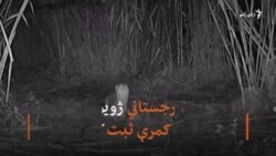 د وحشي ژویو ساتونکي په ځانګړو کیمرو د کم یافته حیواناتو څارنه کوي