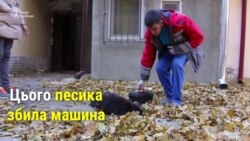 В Одесі запрацювала перша в Україні швидка допомога для безпритульних тварин (відео)
