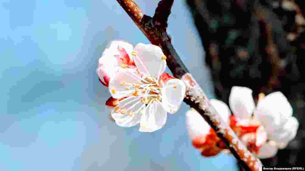 Цветок абрикосового дерева