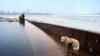 A street dog wading through floodwater next to the frozen River Neva. Petrosyan remembers her arriving &quot;just for a moment&quot; before disappearing as the sleet grew more heavy.&nbsp;