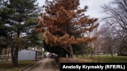 Увядшие сосны в парках и скверах города, Армянск, Крым, 12 февраля 2019 года