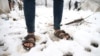 Migranti u 'Vučjaku' na mokrom, u snijegu i hladnoći