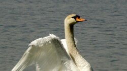 Vukajlović: Prošli smo golgotu