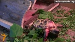 Двоголова черепаха з’явилася у харківському екопарку