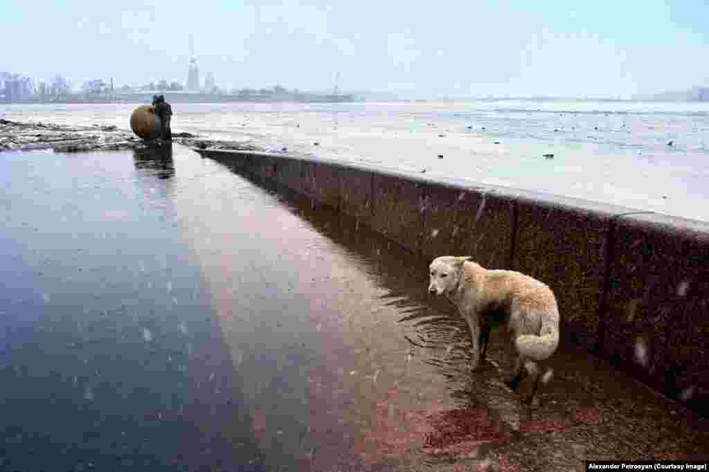 Собака у реки Невы