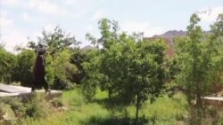 بڼوالۍ کې د مېرمنو ونډه؛ د فراه له کروندګرې نورزۍ سره اشنا شئ
