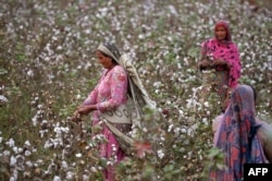 Сбор хлопка в Пакистане, входящем в Топ-5 мировых лидеров по его выращиванию. Хлопковый сектор — фундамент пакистанской экономики, обеспечивающий более 50% валютных поступлений страны через экспорт текстиля. Его производство немыслимо без импортных удобрений