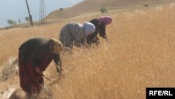 A wheat plantation in Roghun, in eastern Tajikistan (file photo)