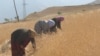 Tajik Province Bans Grain, Potatoes As Prices Increase