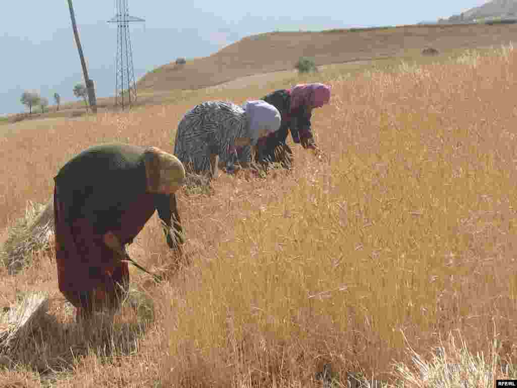 At work in a wheat field in Roghun, eastern Tajikistan.