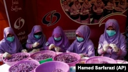 شماری از زنان در حال جمع آوری حاصلات زعفران در ولایت هرات