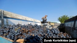 Grapes collected during a harvest near the village of Vazisubani, Georgia. New research indicates that wine has been made in the country for at least 8,000 years. (file photo)