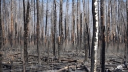Ostaci izgorlih šma na oko 30 kilometara od zone oko nuklarne centrale u Černobilu, 12. aprila 2020.