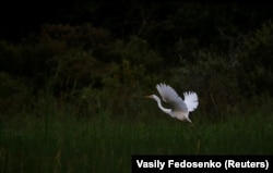 Белая чапля