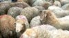 Moratorium On Hunting Rare Sheep Hurting Tajik Region