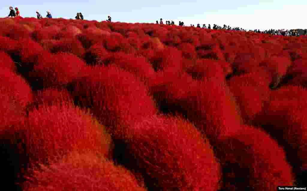 Людзі ідуць па полі басіі (Kochia scoparia) у Хітачынацы, Японія. 