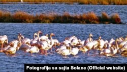 Flamingosi privremeno obitavaju na prostoru ulcinjske Solane, fotoarhiv