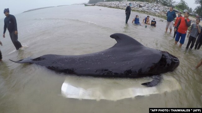 Чорного дельфіна викинуло на узбережжя на півдні Таїланду