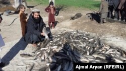 آرشیف، مرکز پرورش ماهی در ولایت کندز