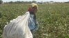 Фермеры предпочитают сборщиков хлопка из Узбекистана