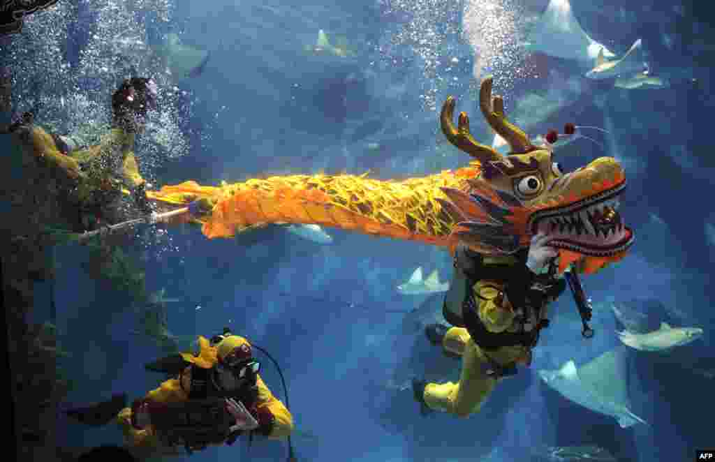 Scuba divers perform a dragon dance at the Shanghai aquarium to celebrate the Year of the Dragon in Shanghai on January 20.