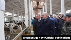 Аляксандар Лукашэнка наведвае кароўнік малочнага комплексу «Сьліжы» ў Шклоўскім раёне, 26 сакавіка 2019