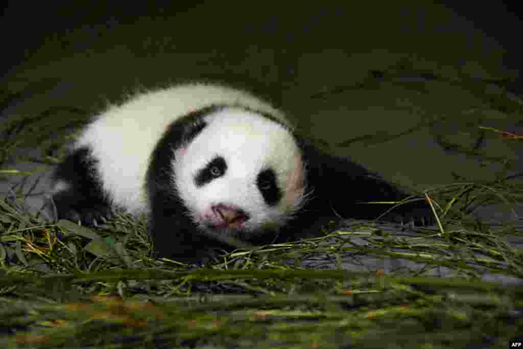 A photograph released by the Taipei City Zoo shows giant panda Yuan Yuan&#39;s baby panda opening her eyes for the first time. (AFP)