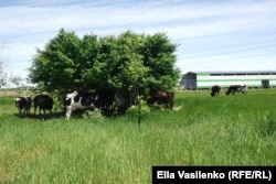 В жару коровы прячутся в тени