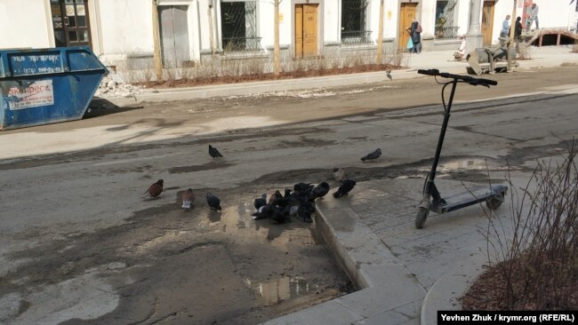 Голуби принимают ванну прямо на проезжей части