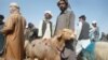 شاروالی کابل: بقایای مواشی ذبح شده را در جا های معین بگذارید