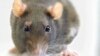 درمان موش‌های ناشنوا با ژن‌درمانی