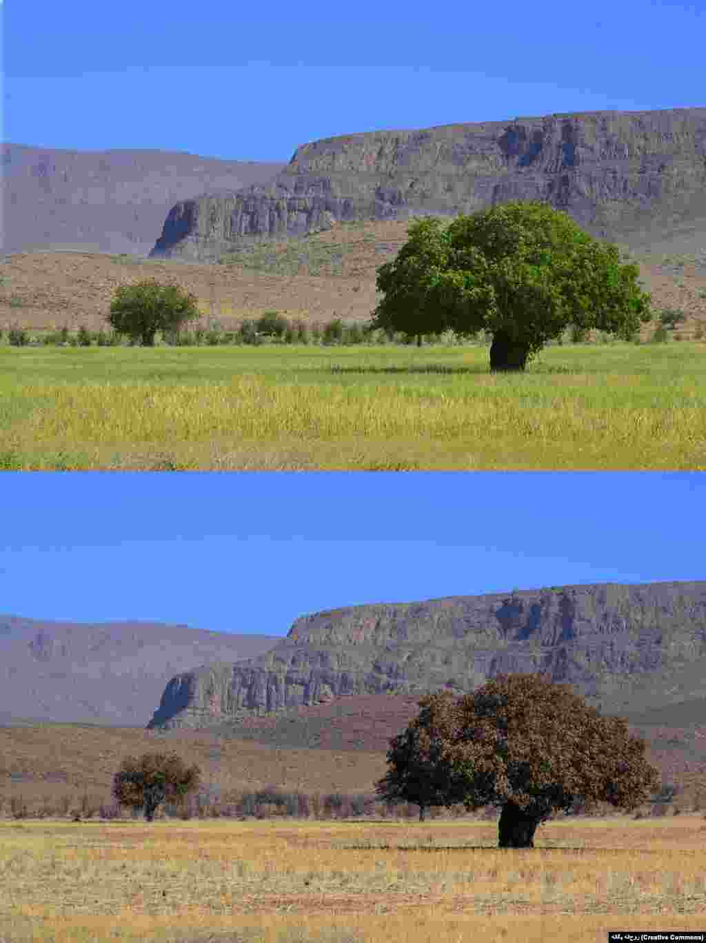 نام این درخت &laquo;بنه&raquo; یا پسته کوهی&zwnj;ست.&nbsp;درخت بنه ۶۰۰ ساله&zwnj;ای در خراسان جنوبی در فهرست آثار طبیعی ملی ایران به ثبت رسیده&zwnj;است. این تصویر یک بنه را در تابستان و پاییز در نی&zwnj;ریز نشان می&zwnj;دهد.