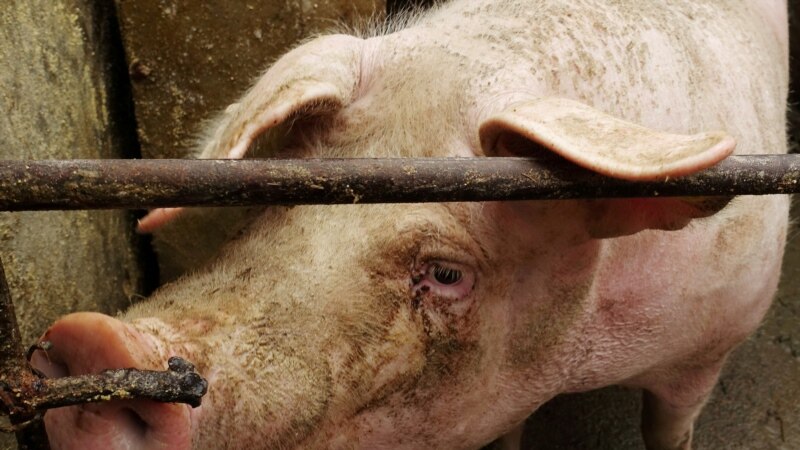 Индустријата за свинско месо на ризик поради африканската чума 