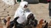 Deadly Bird-Flu Detected In Eastern Afghanistan