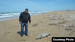 Туша мертвого тюленя на берегу Каспийского моря. Баутино, Мангистауская область, 27 апреля 2013 года.