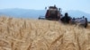 Пелагонија тежи од жито, но никој не продава