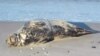 На Куршской косе тюлень вышел на берег, умылся и ушел в море