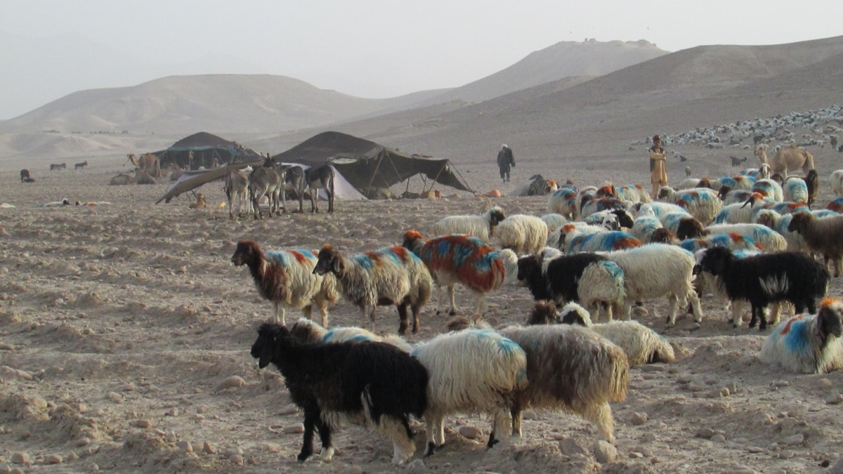 Afghan Nomads Mourn A Vanishing Way Of Life