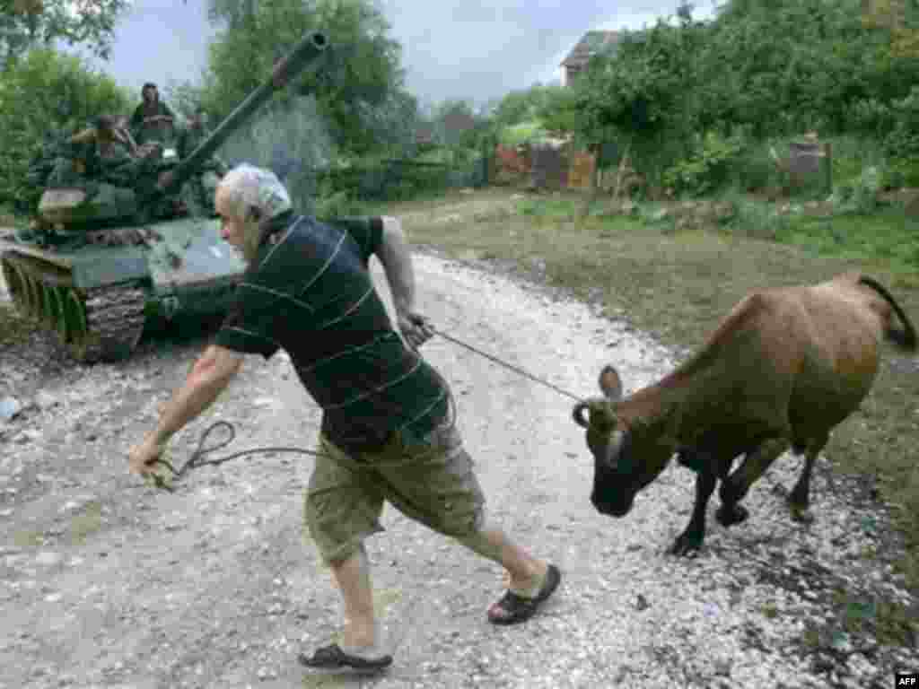 Незначительные боевые действия велись также и в Кодорском ущелье Абхазии. На фото местный житель спасает свой скот, опасаясь, что в его деревне начнутся бои между грузинскими и российско-абхазскими подразделениями. 14 августа 2008 года.