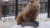 Медведь в красноярском зоопарке (архивное фото)
