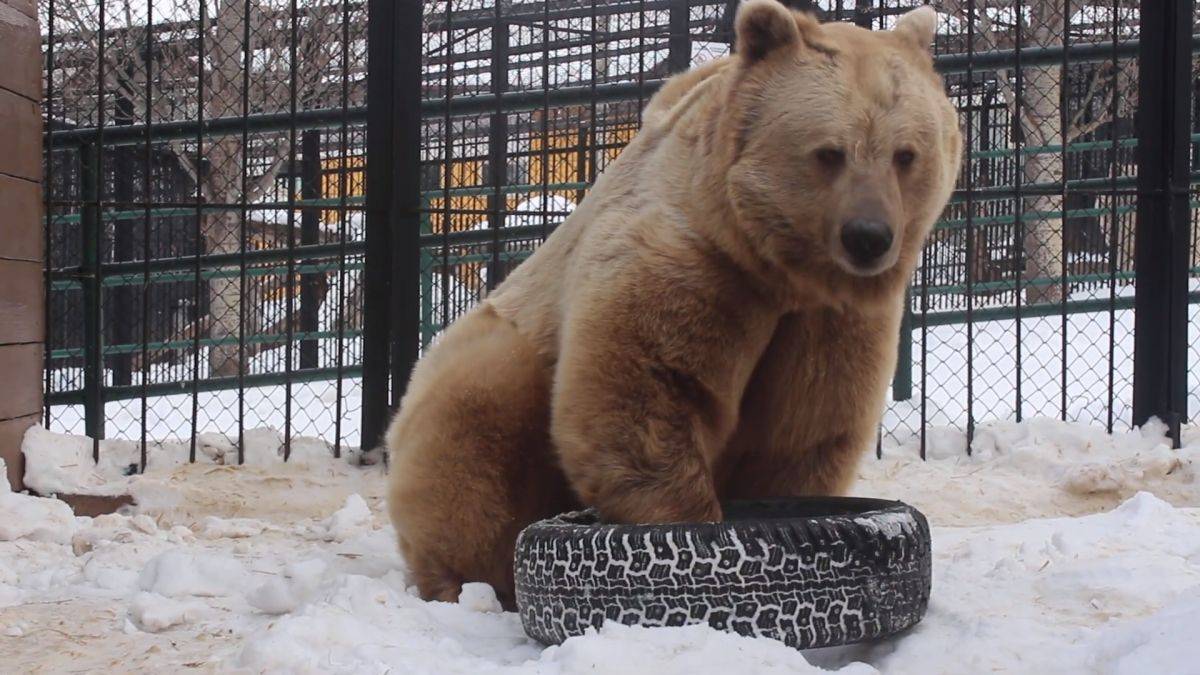 Супруги 11 дней прятались в лесу от медведя на Камчатке