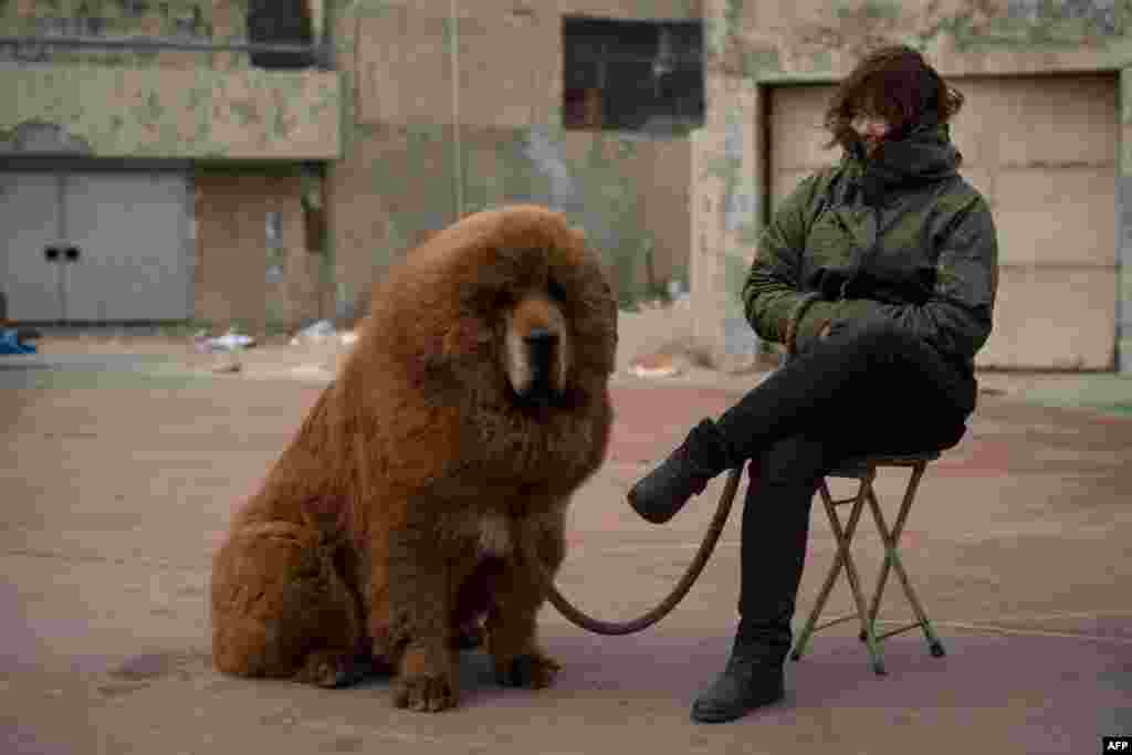 A Tibetan mastiff is displayed for sale at a show in Baoding, Hebei Province, China. Fetching prices up to around $750,000, mastiffs have become a prized status symbol among China's wealthy. Breeders still travel to the Himalayan plateau to collect young puppies, although many are unable to adjust to the low altitudes and die during the journey. (AFP/Ed Jones)