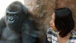 چرا انسان فکر می‌کند از شامپانزه‌ها برتر است؟