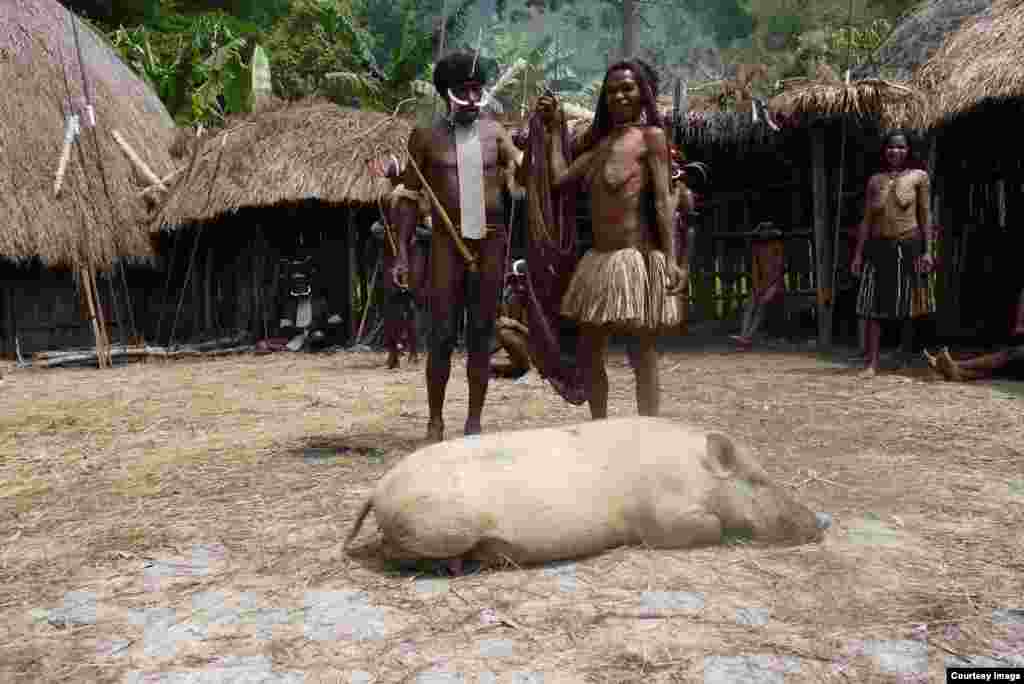 A pig for a wedding celebration in the Indonesian province of Papua.