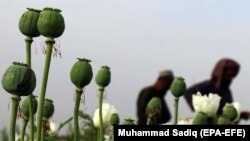 Lulëkuqe të mbjella në Kandahar. Prill, 2018