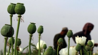 Afganistanski seljaci u polju opijumskog maka u blizini Kandahara, april 2018.
